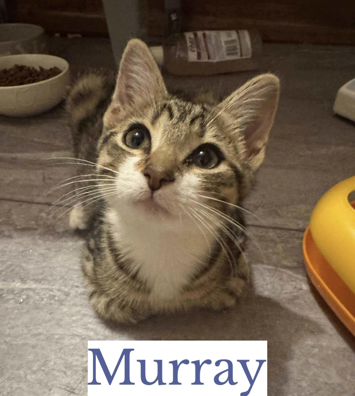 Murray