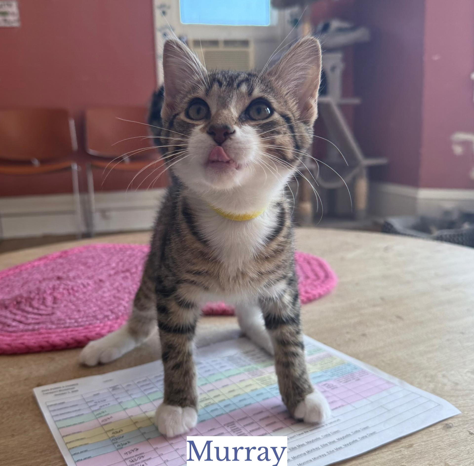 Murray
