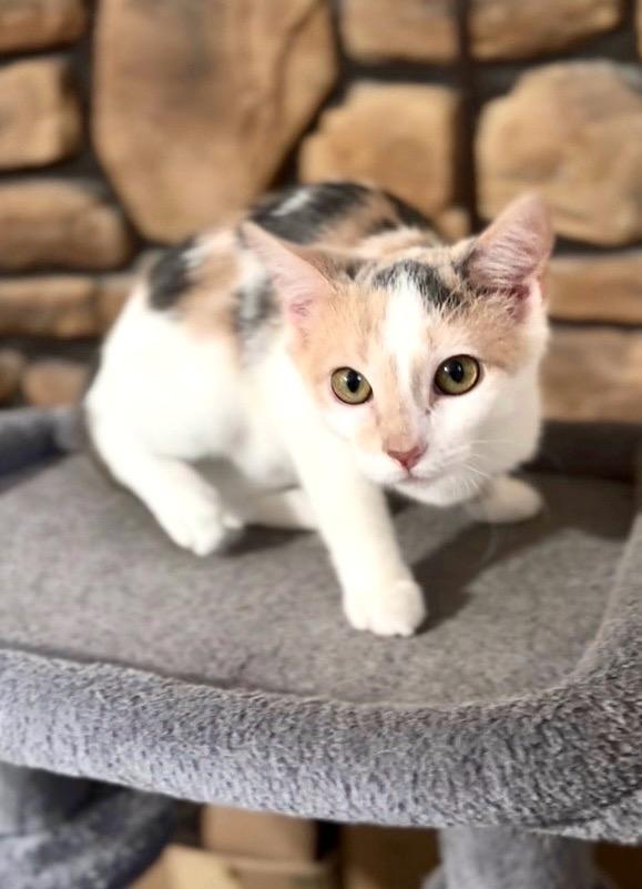 Misty, ADOPTABLE, Kitten Female Dilute Calico.