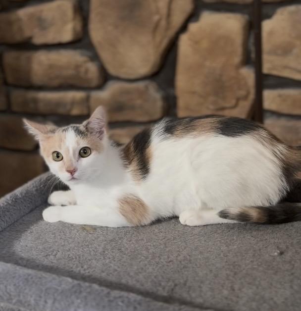 Enlarge Misty, a ADOPTABLE Dilute Calico in Crown Point, IN image 2/4