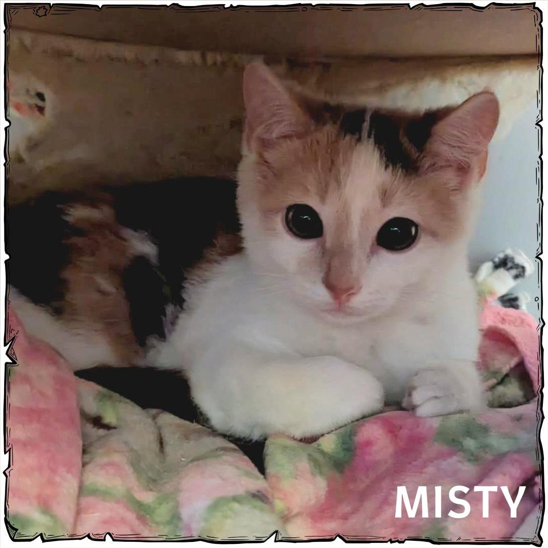 Enlarge Misty, a ADOPTABLE Dilute Calico in Crown Point, IN image 3/4