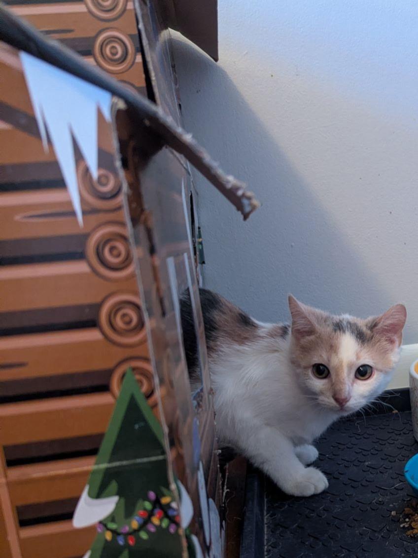 Enlarge Misty, a ADOPTABLE Dilute Calico in Crown Point, IN image 4/4