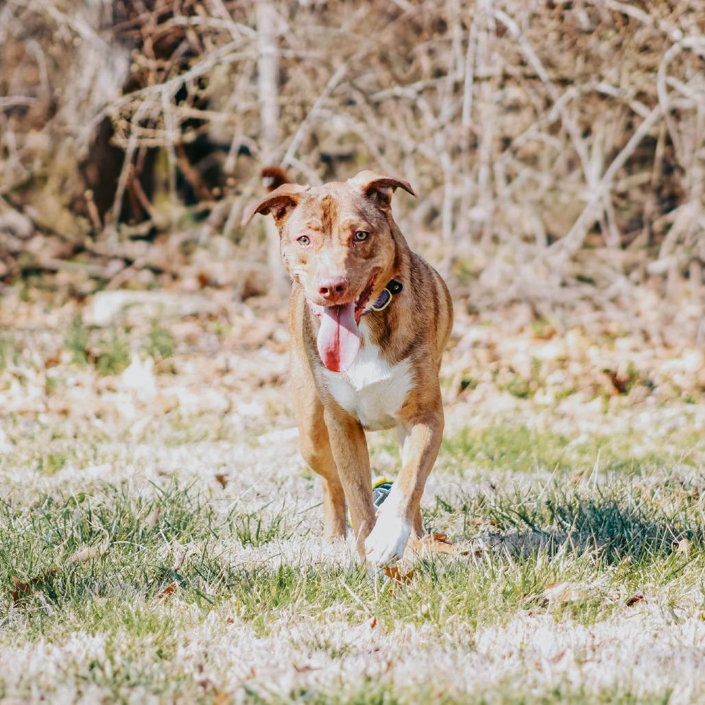 Enlarge Sundi, a Adoptable mixed breed in Madisonville, KY image 1/4