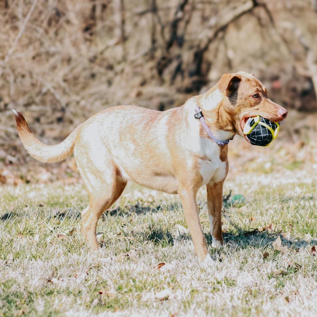 Enlarge Sundi, a Adoptable mixed breed in Madisonville, KY image 2/4