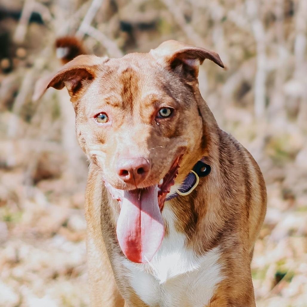 Enlarge Sundi, a Adoptable mixed breed in Madisonville, KY image 3/4