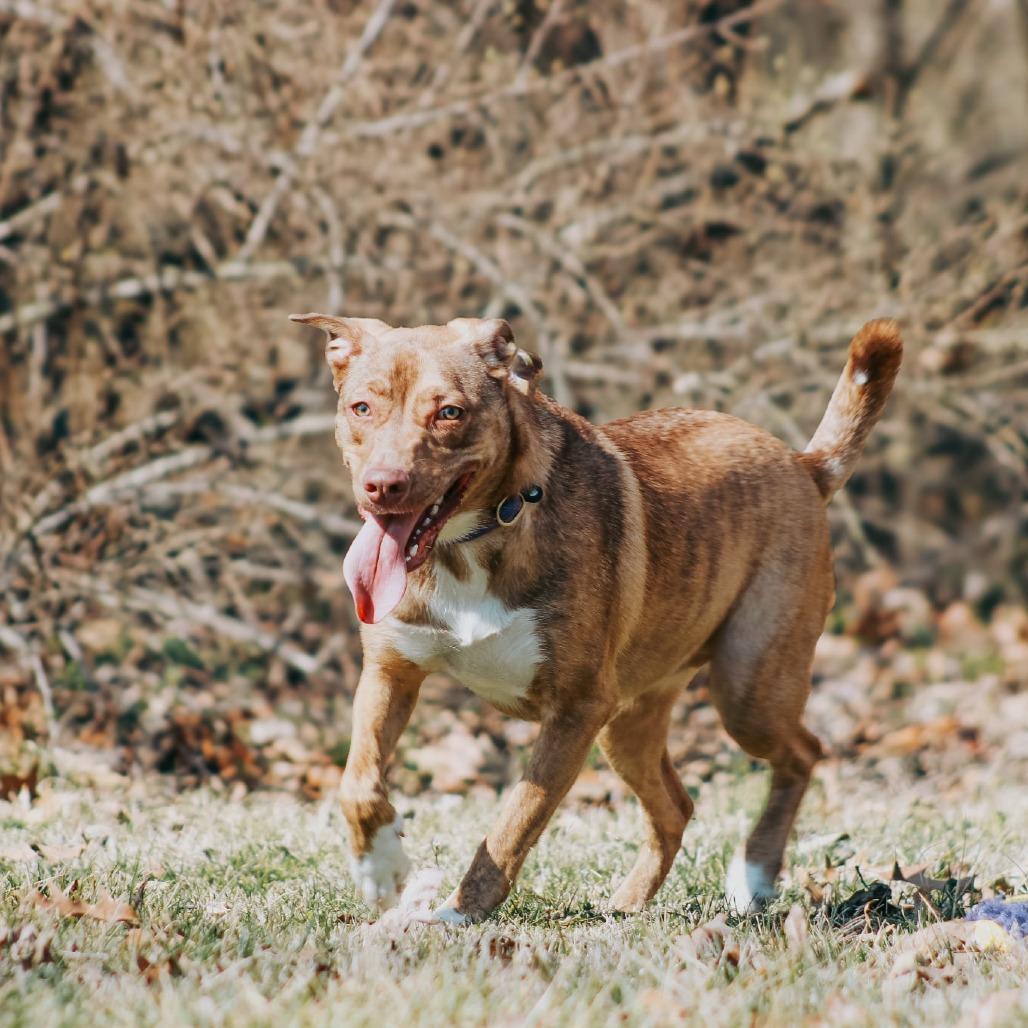 Enlarge Sundi, a Adoptable mixed breed in Madisonville, KY image 4/4