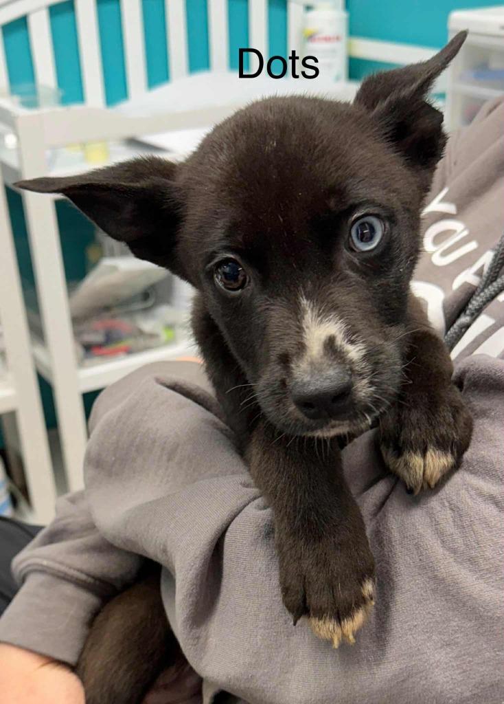 Enlarge Dots "Kevin, a Adopted mixed breed in Utica, MI image 1/3