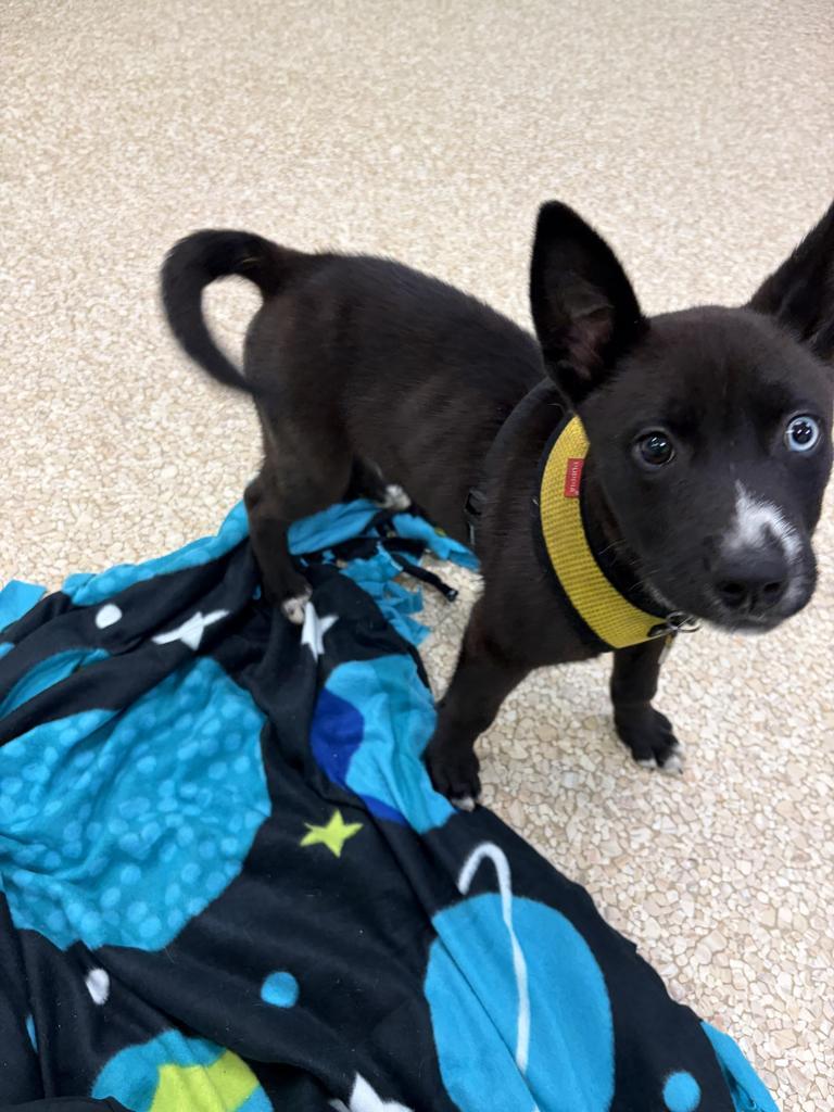 Enlarge Dots "Kevin, a Adopted mixed breed in Utica, MI image 2/3