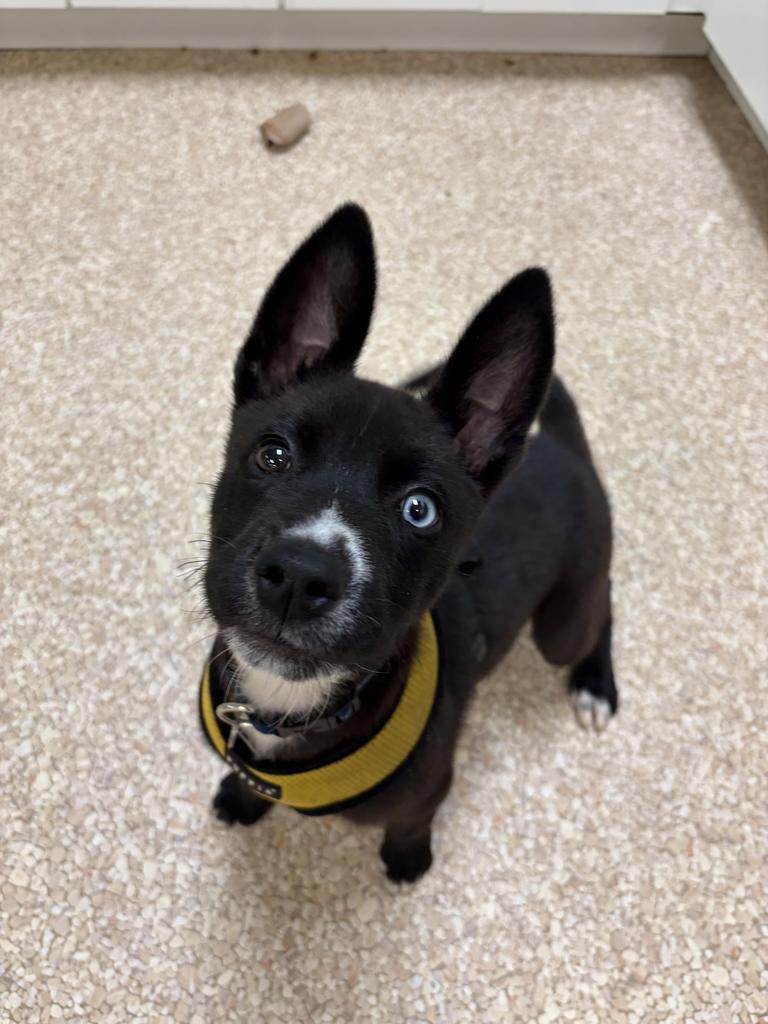 Enlarge Dots "Kevin, a Adopted mixed breed in Utica, MI image 3/3