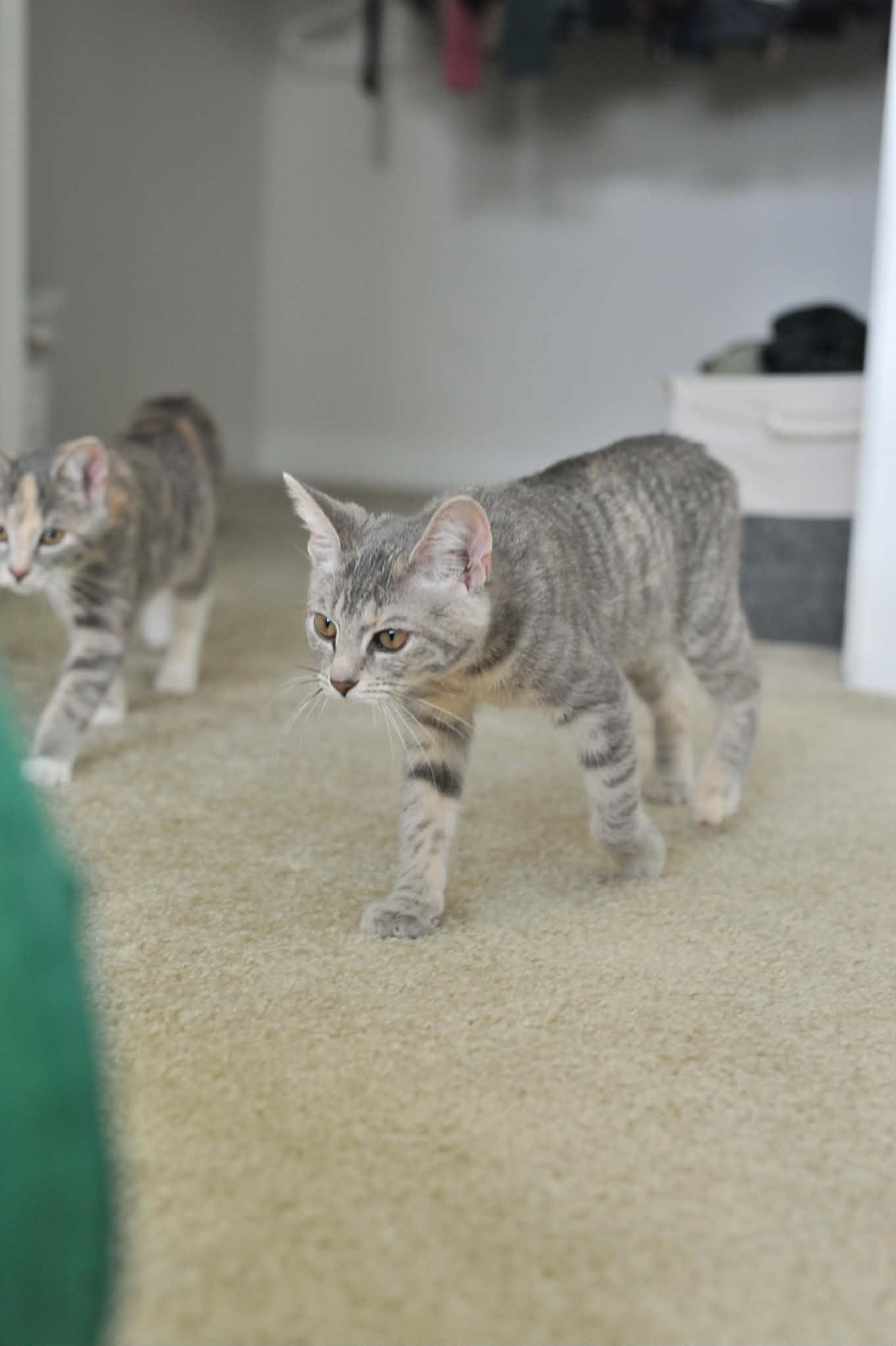 Luna (bonded with Celeste), a Adoptable Domestic Short Hair in Odenton, MD image 4/6