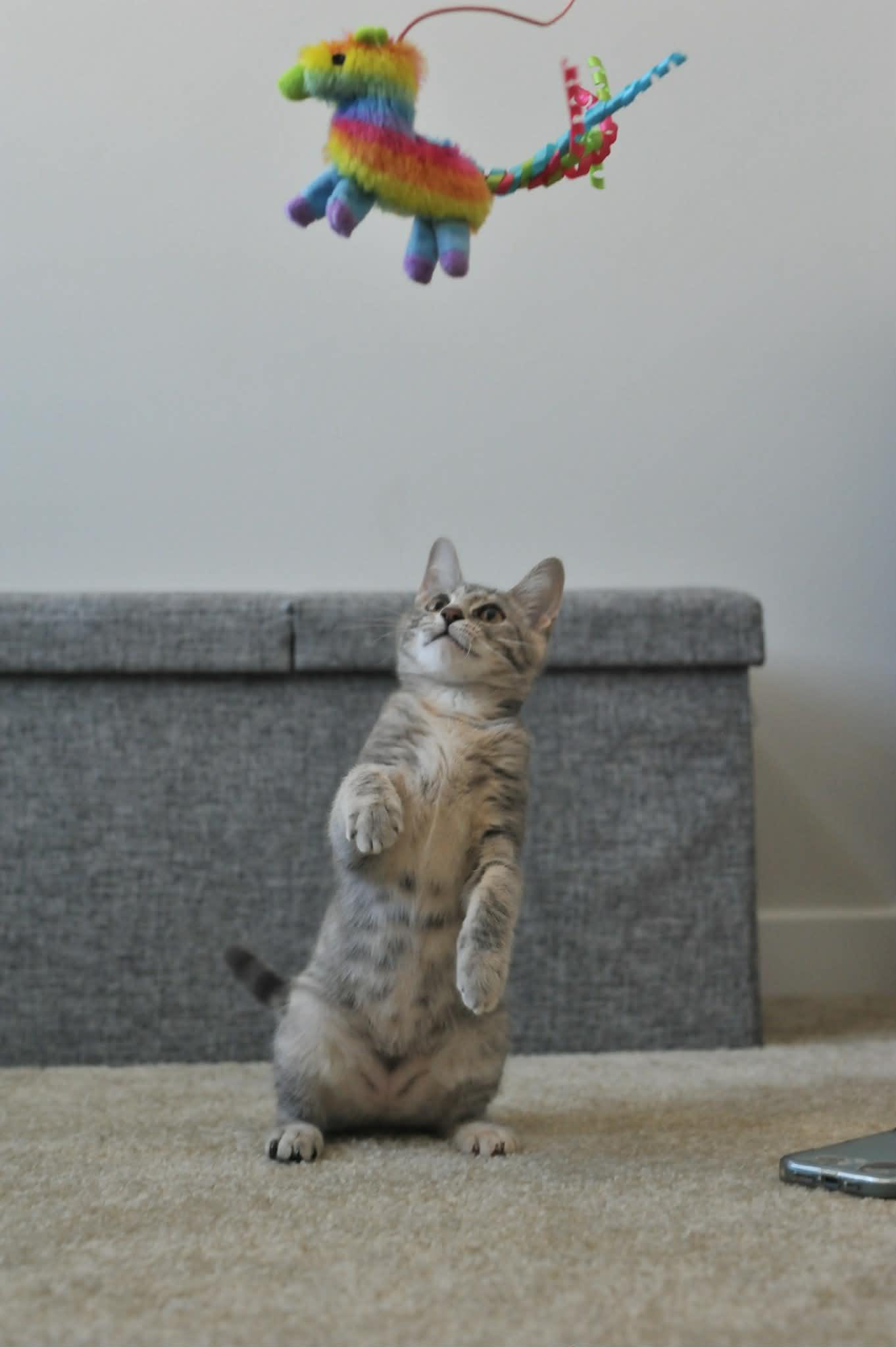 Luna (bonded with Celeste), a Adoptable Domestic Short Hair in Odenton, MD image 3/6