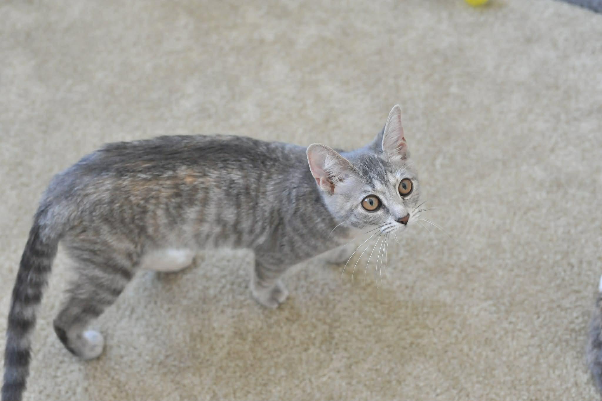 Luna (bonded with Celeste), a Adoptable Domestic Short Hair in Odenton, MD image 6/6