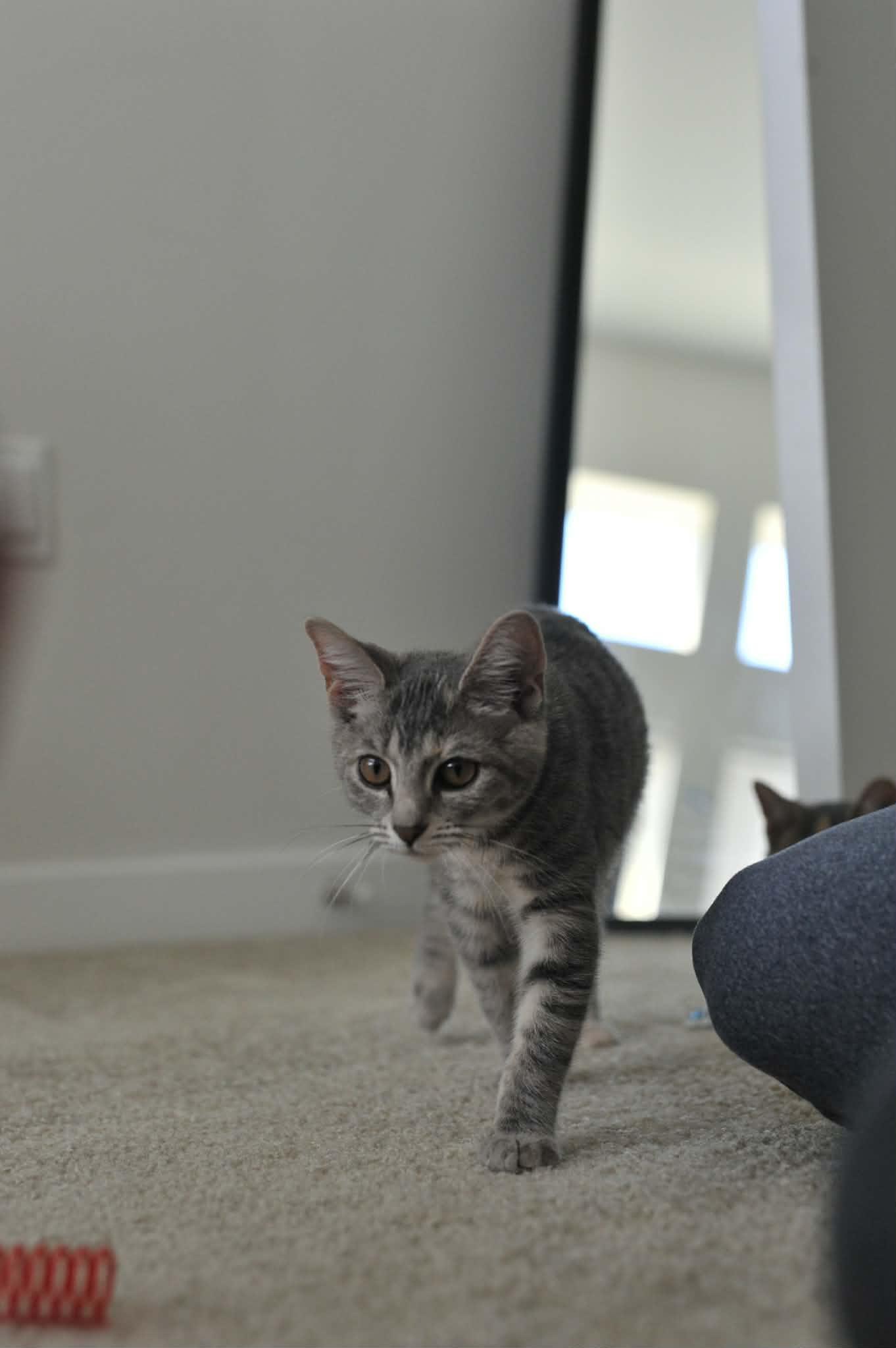 Luna (bonded with Celeste), a Adoptable Domestic Short Hair in Odenton, MD image 5/6