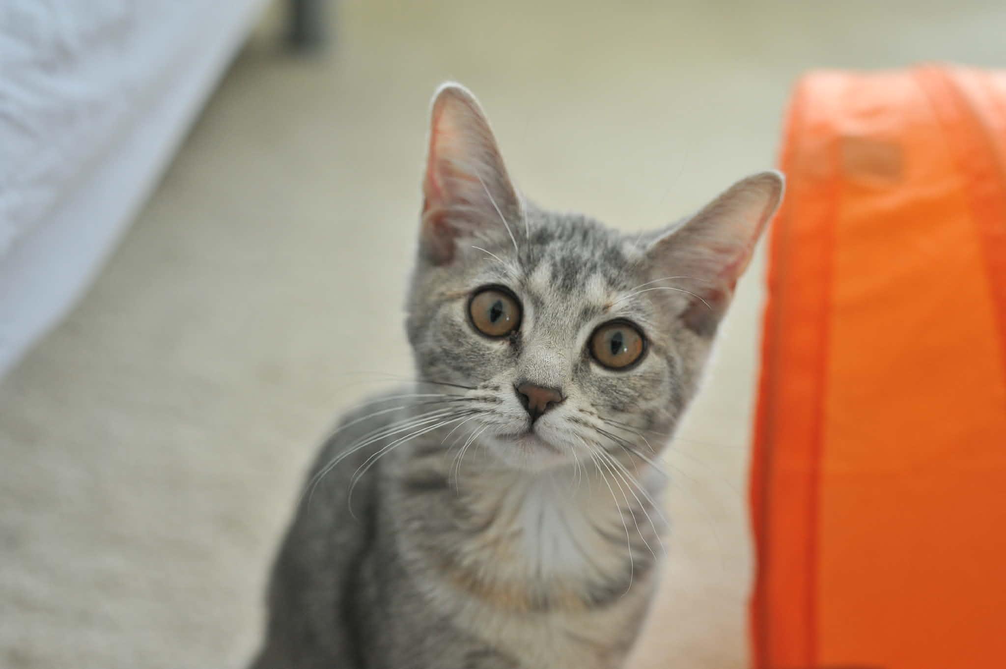 Luna (bonded with Celeste), Adoptable, Kitten Female Domestic Short Hair.
