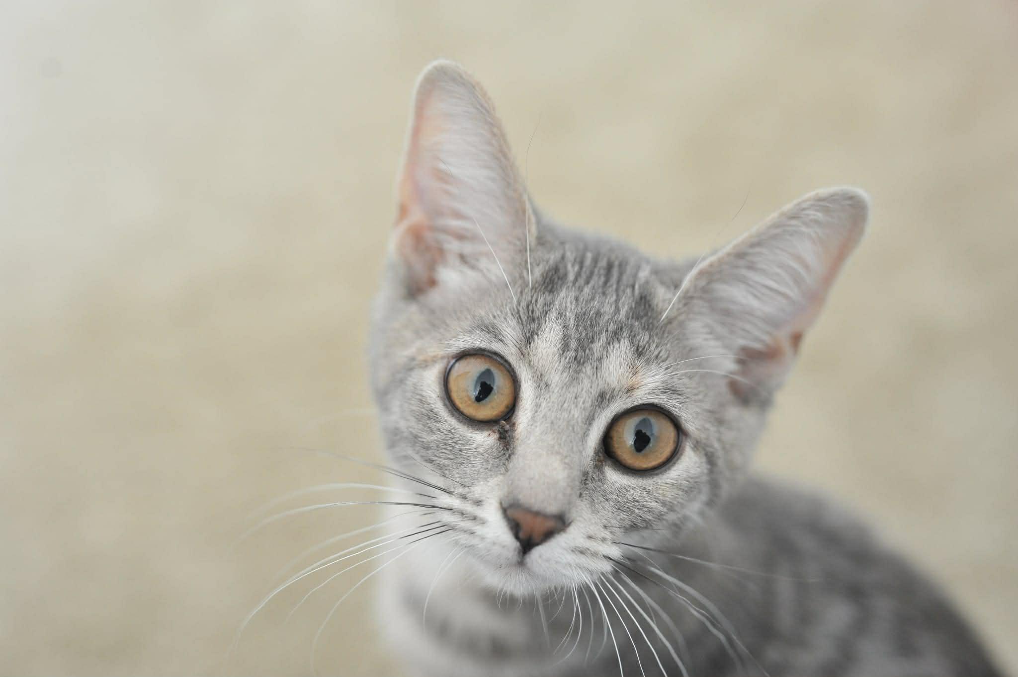 Luna (bonded with Celeste), a Adoptable Domestic Short Hair in Odenton, MD image 2/6