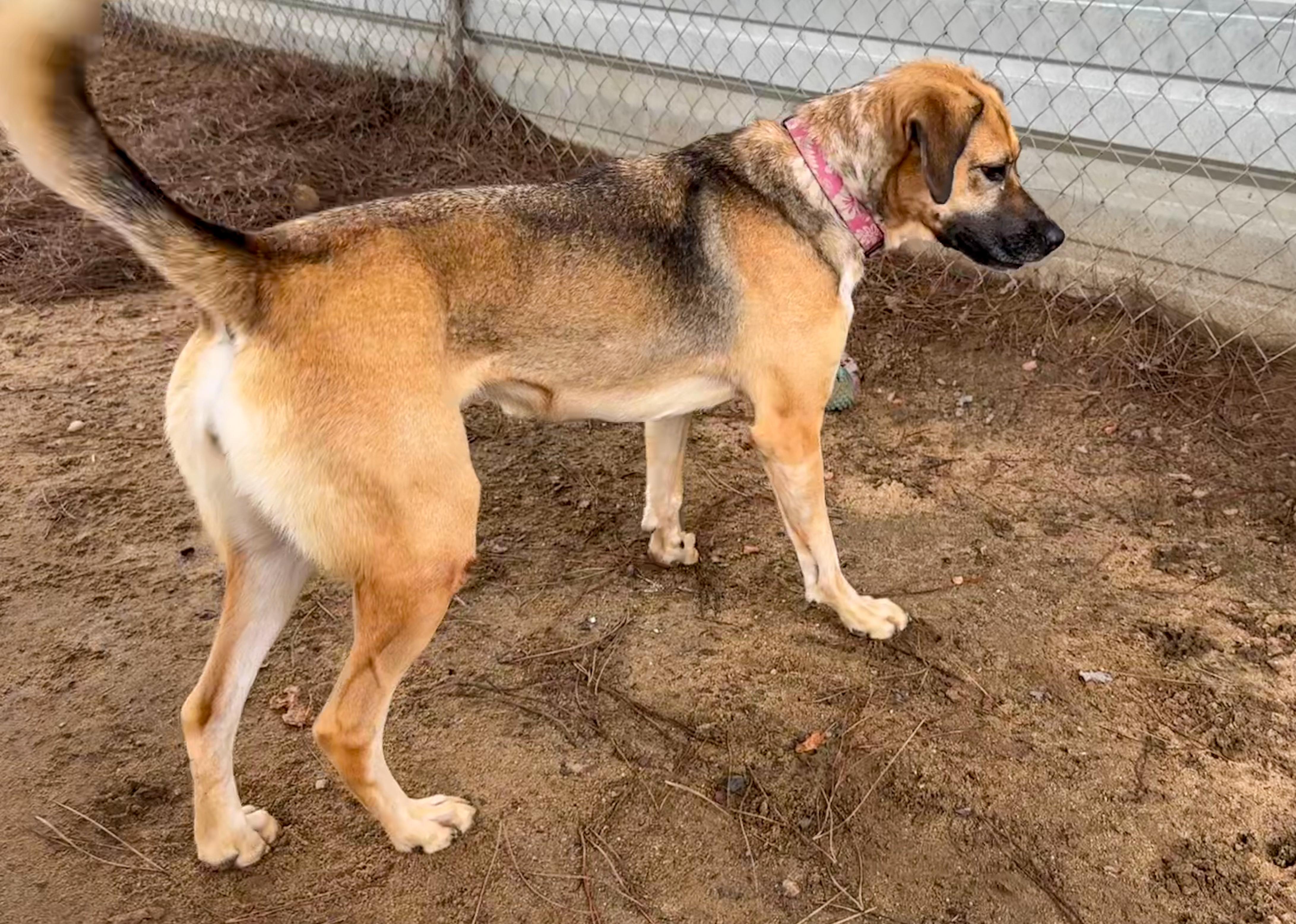 Enlarge BETTY WHITE 1, a Adoptable mixed breed in Fresno, CA image 5/6