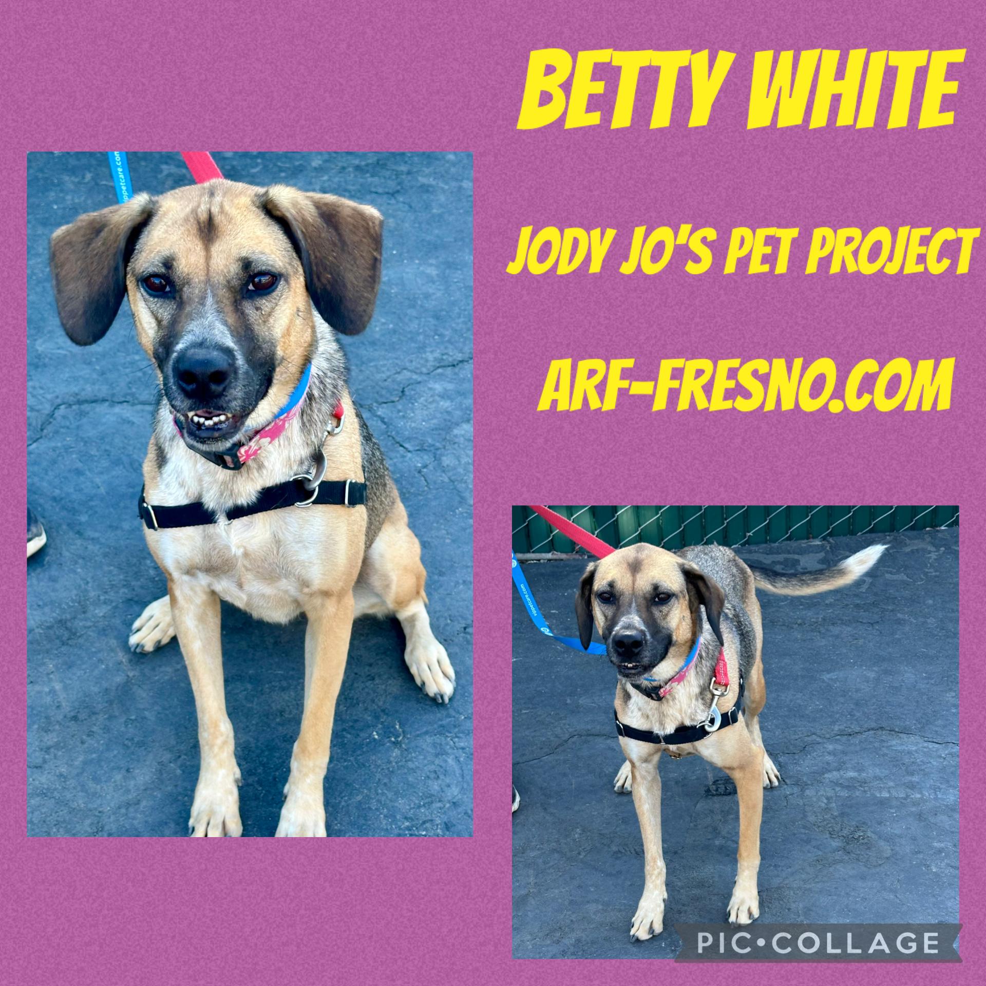 Enlarge BETTY WHITE 1, a Adoptable mixed breed in Fresno, CA image 2/6