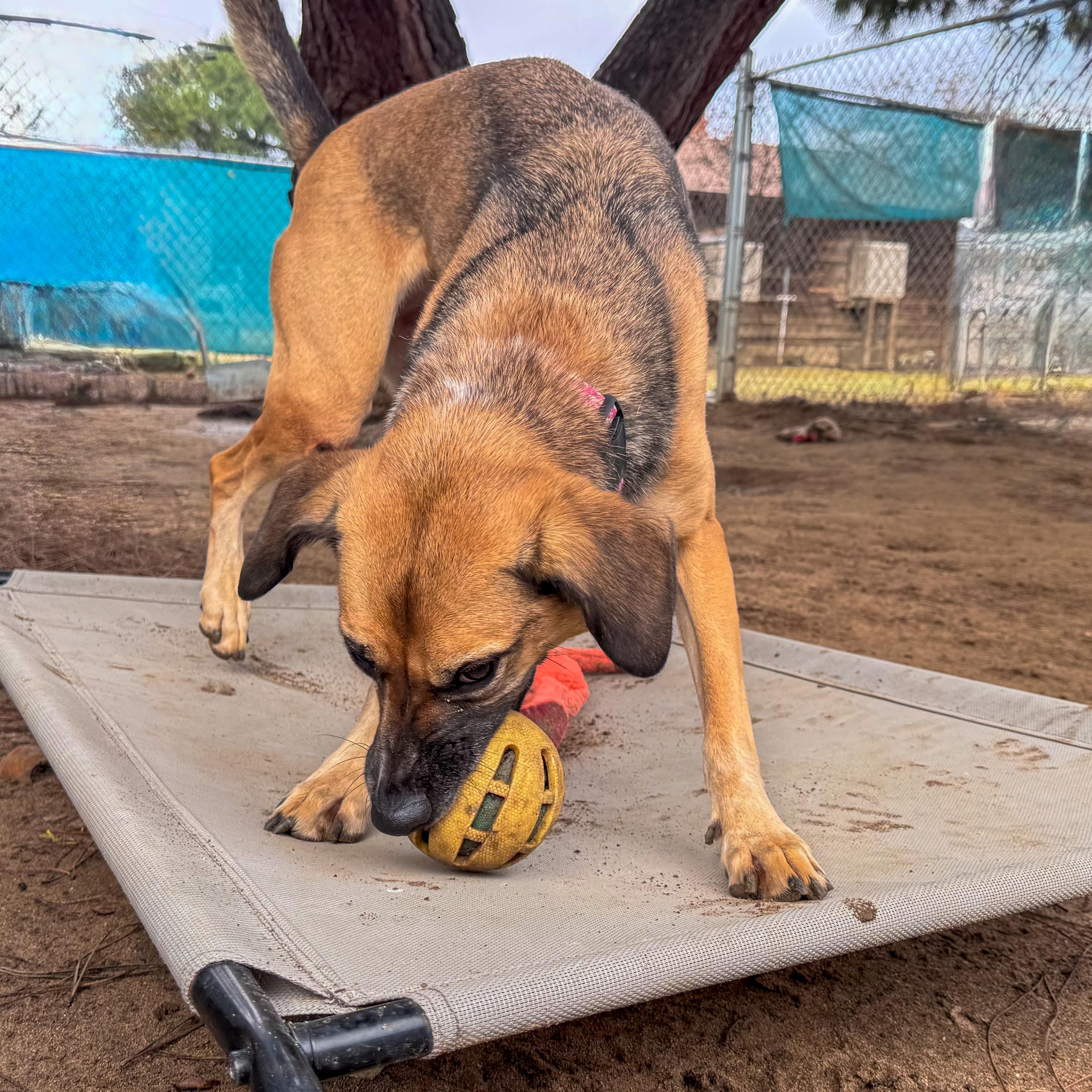 Enlarge BETTY WHITE 1, a Adoptable mixed breed in Fresno, CA image 6/6
