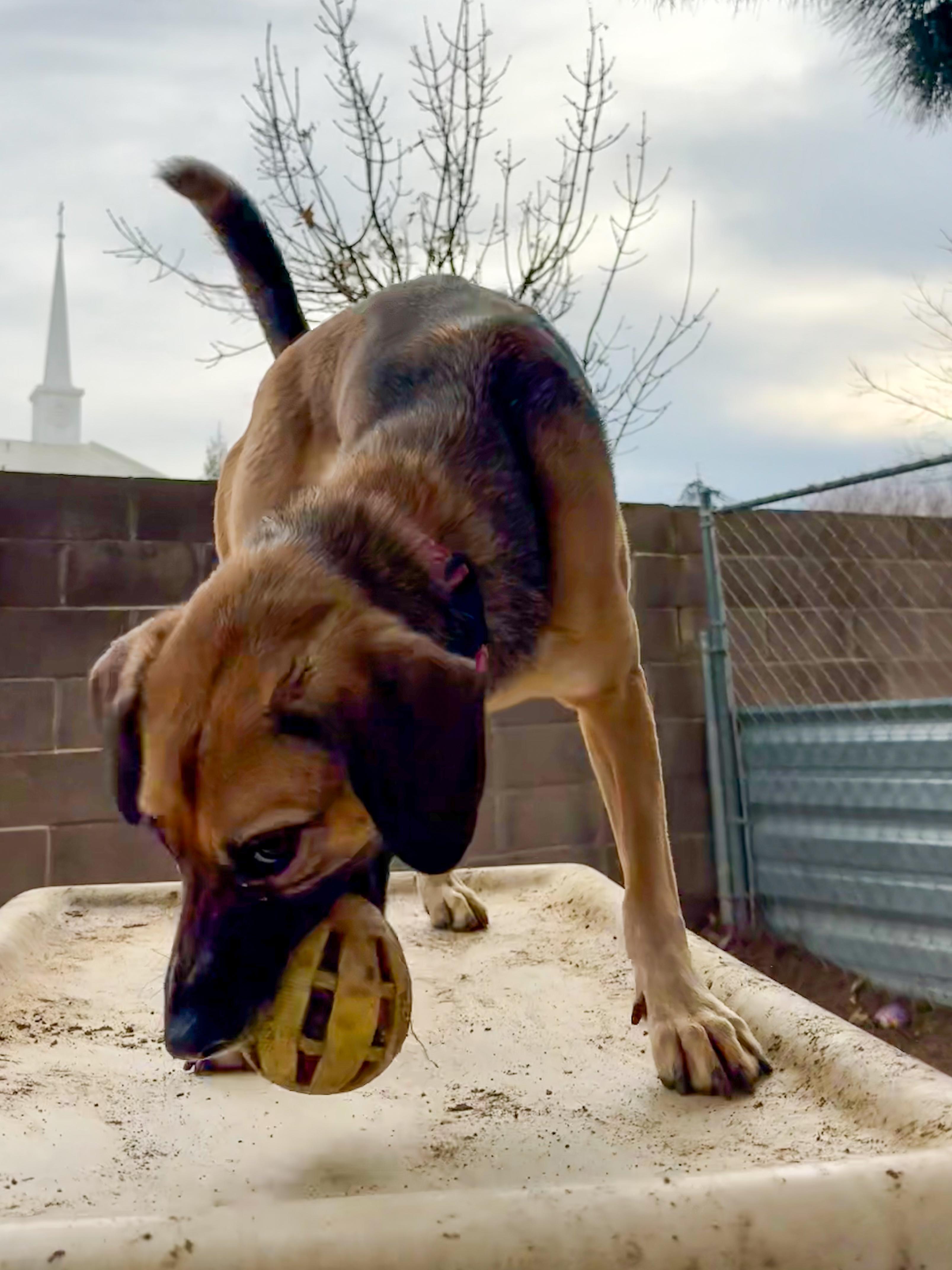 BETTY WHITE 1, Adoptable, Adult Female Shepherd.