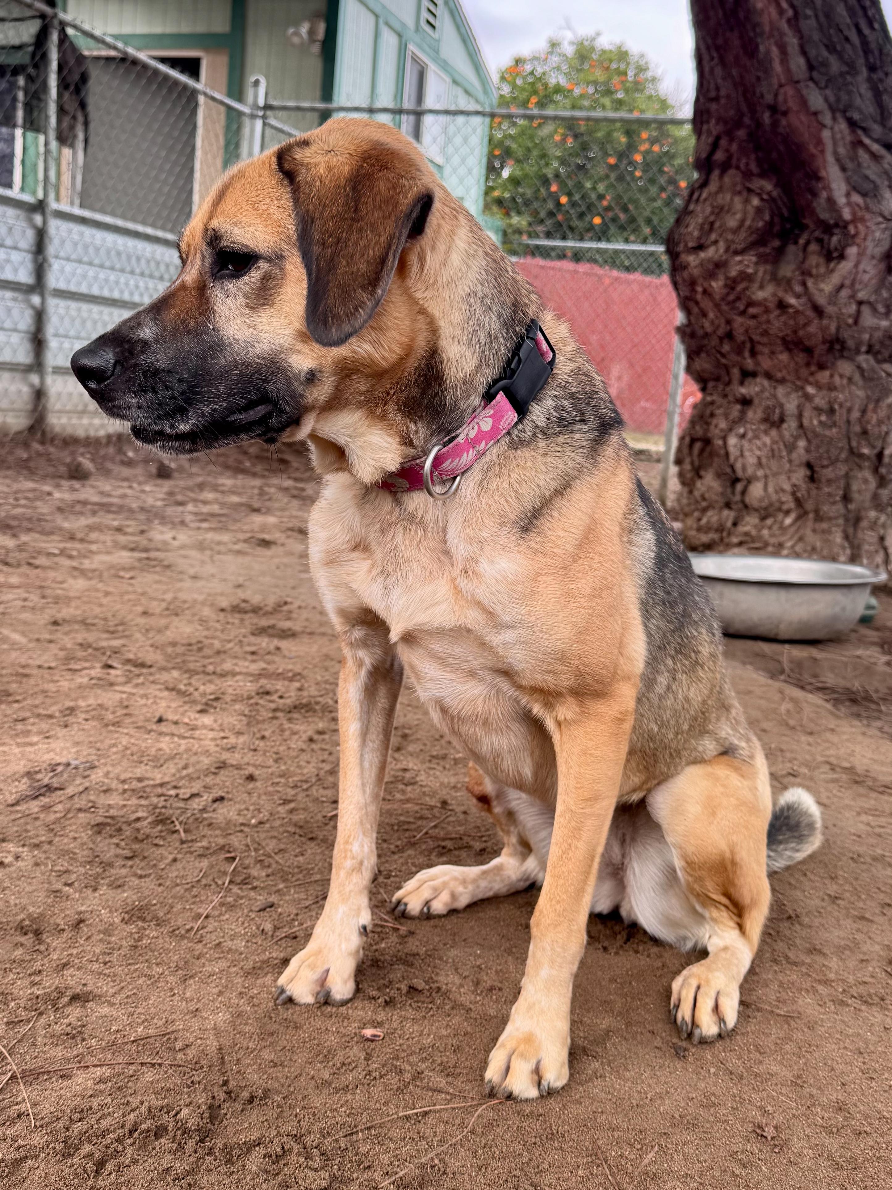 Enlarge BETTY WHITE 1, a Adoptable mixed breed in Fresno, CA image 3/6