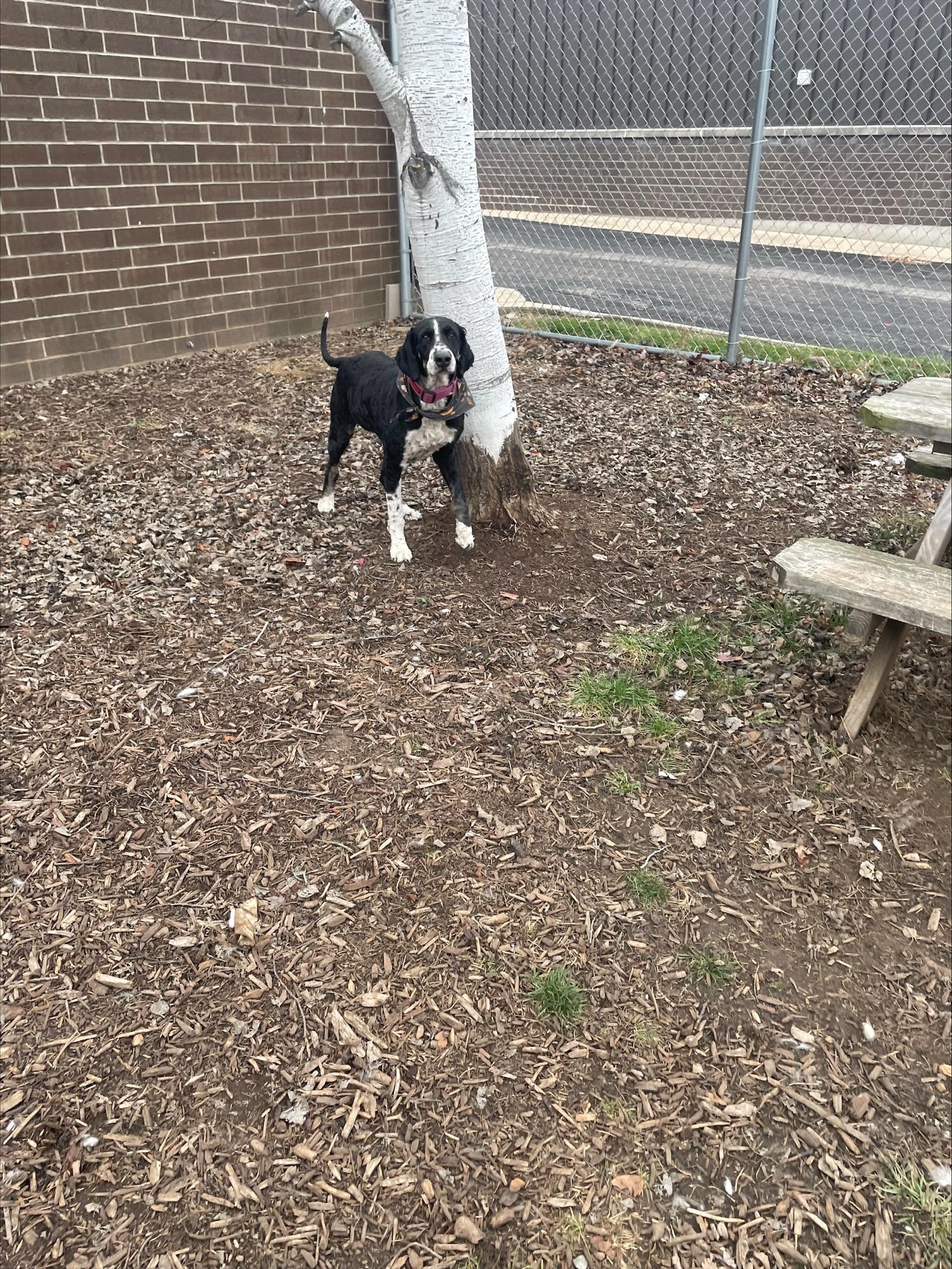 Enlarge Lucy, an adopted mixed breed in Yorkville, IL image 1/1