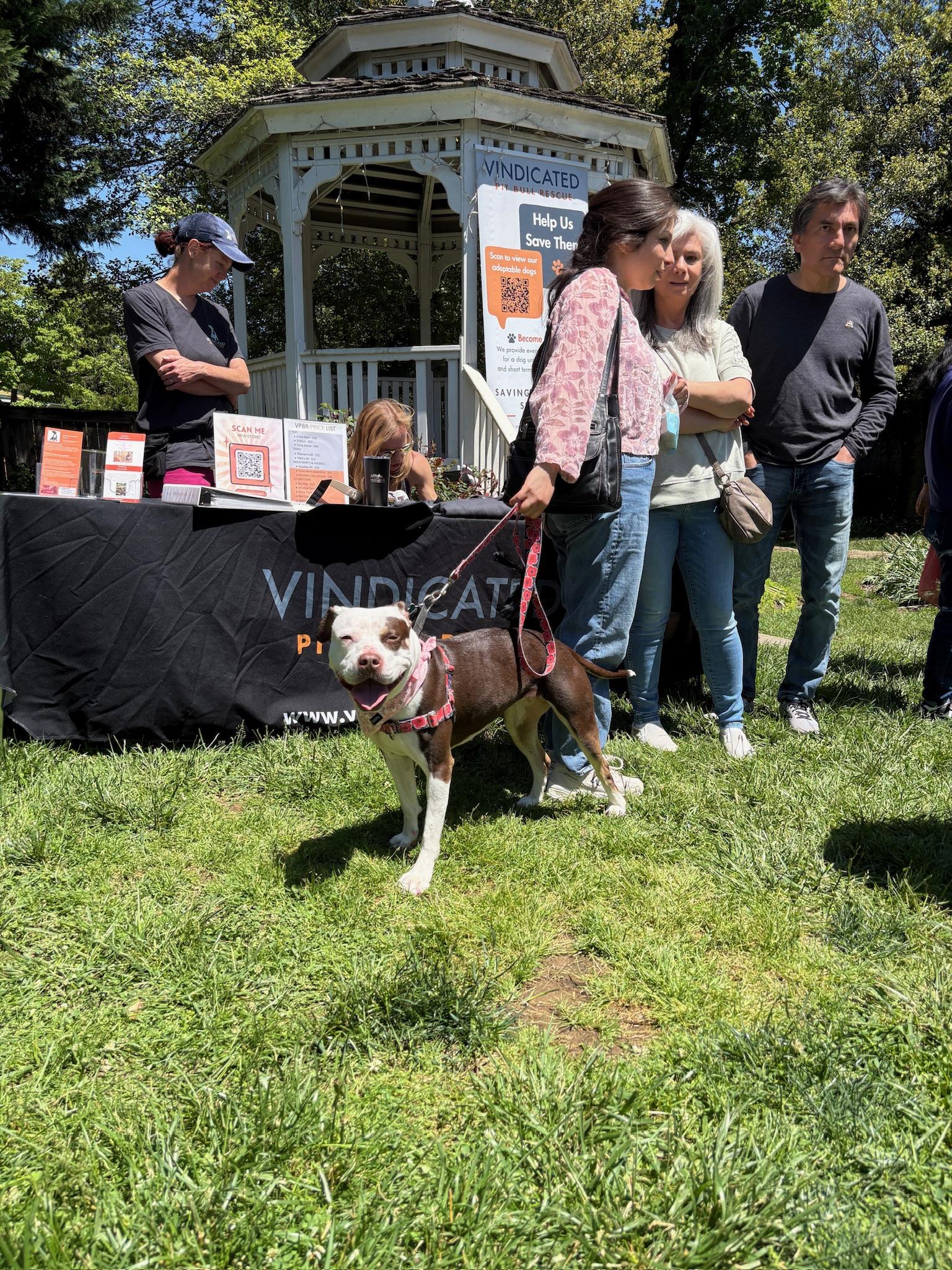 Quinn, Adoptable, Adult Female Pit Bull Terrier.