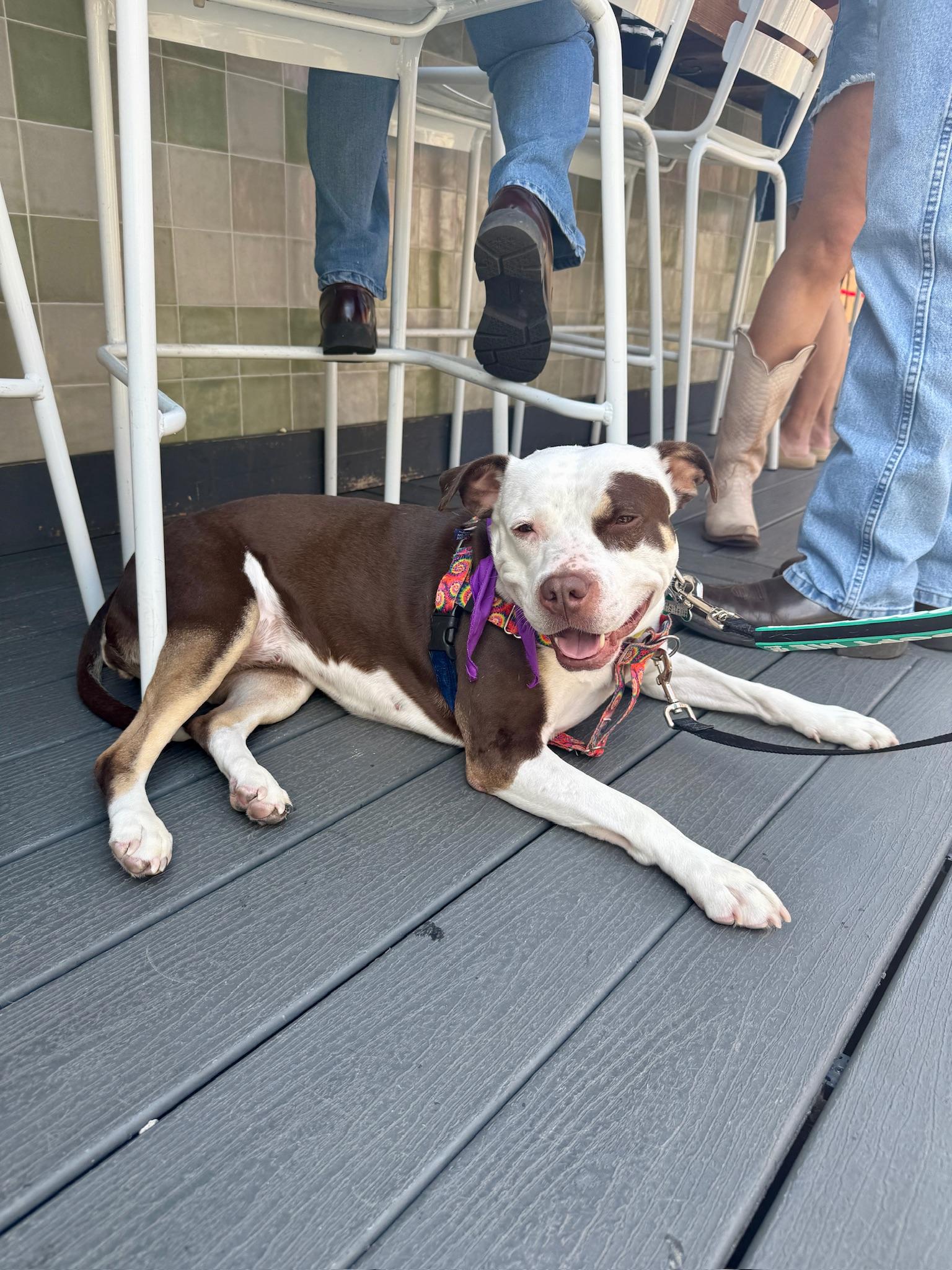 Quinn, a Adoptable Pit Bull Terrier in Alexandria, VA image 1/5