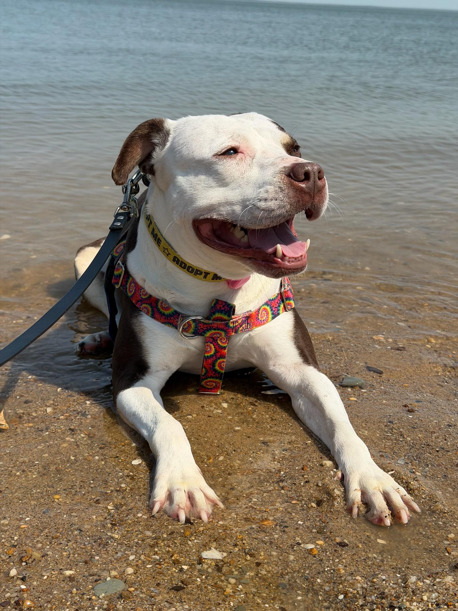 Quinn, a Adoptable Pit Bull Terrier in Alexandria, VA image 2/5