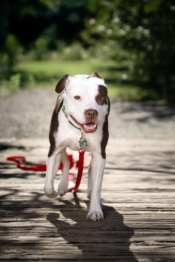 Quinn, Adoptable, Adult Female Pit Bull Terrier.
