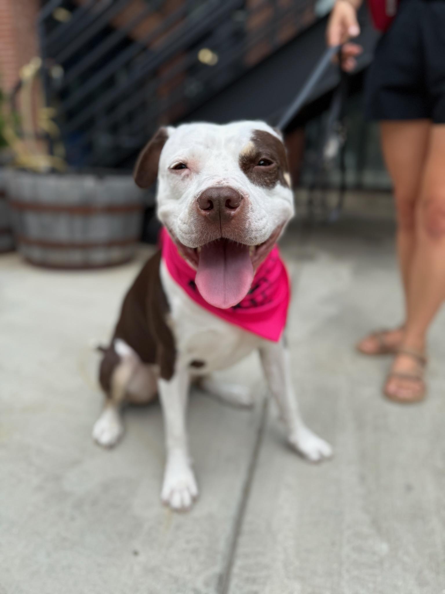 Enlarge Quinn, a Adoptable Pit Bull Terrier in Alexandria, VA image 3/6