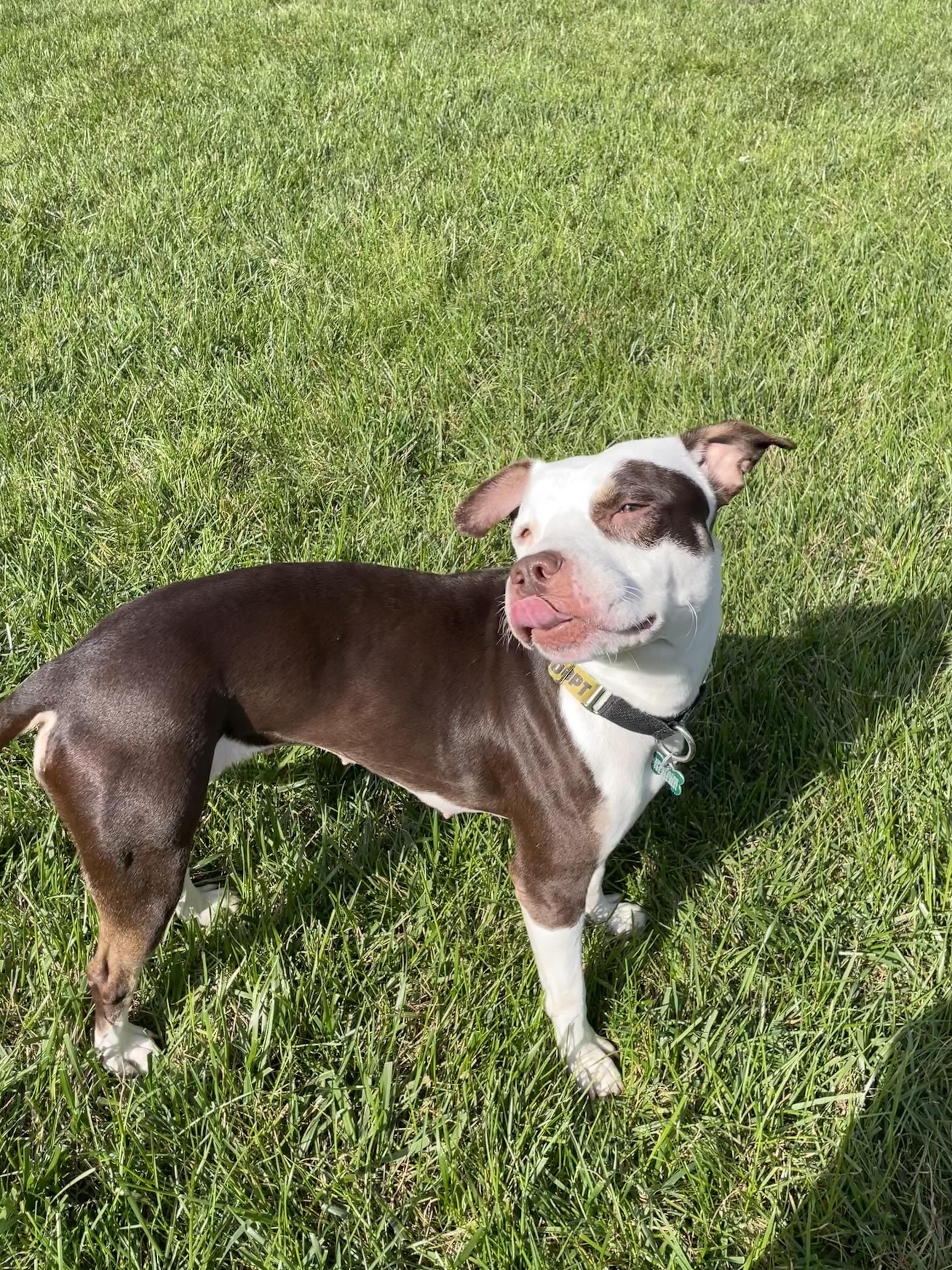 Enlarge Quinn, a Adoptable Pit Bull Terrier in Alexandria, VA image 4/6