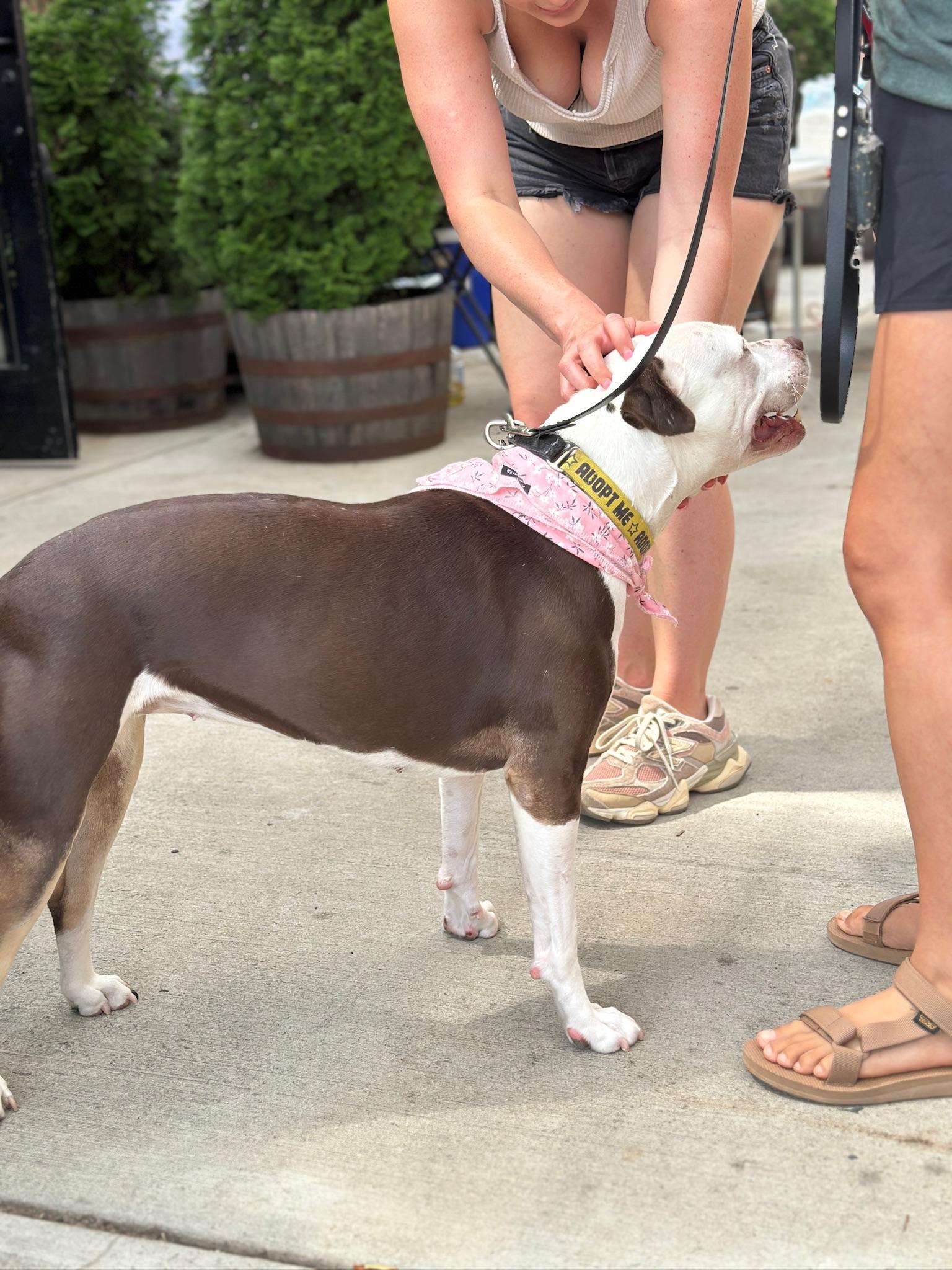 Enlarge Quinn, a Adoptable Pit Bull Terrier in Alexandria, VA image 5/6