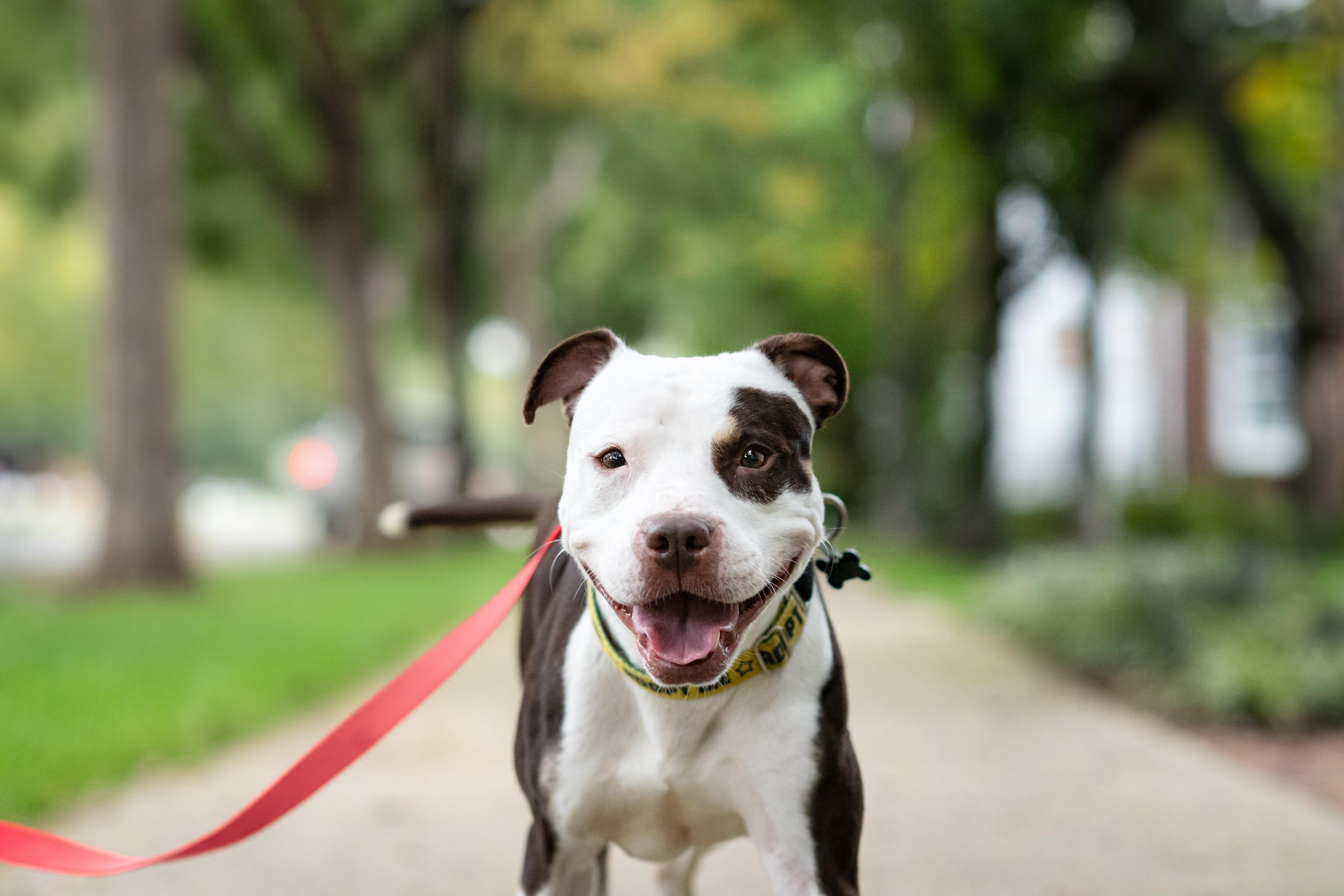 Enlarge Quinn, a Adoptable Pit Bull Terrier in Alexandria, VA image 6/6