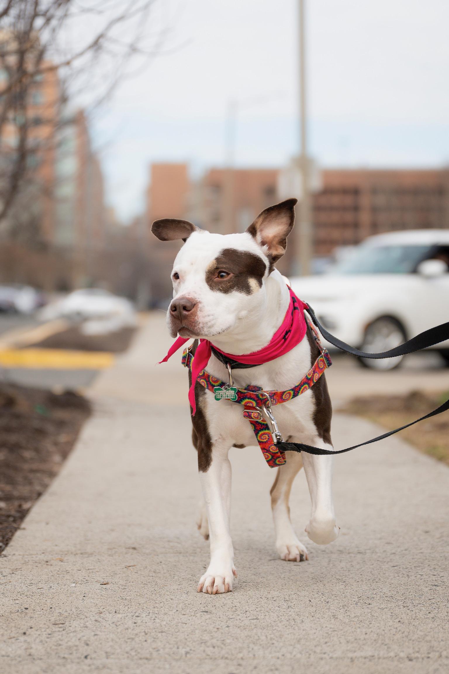 Quinn, a Adoptable Pit Bull Terrier in Alexandria, VA image 5/6