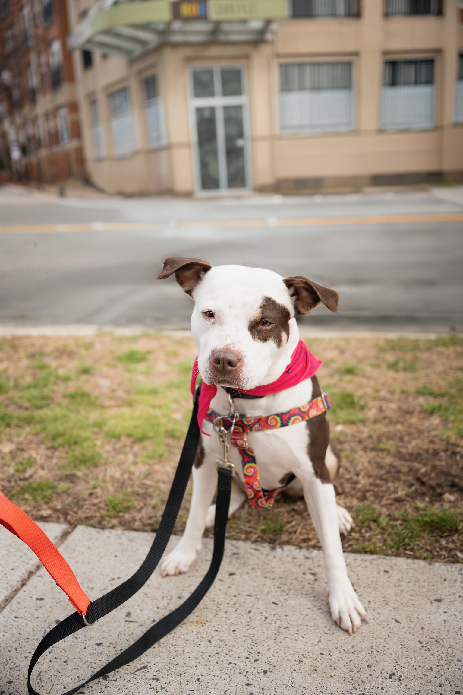 Quinn, a Adoptable Pit Bull Terrier in Alexandria, VA image 6/6