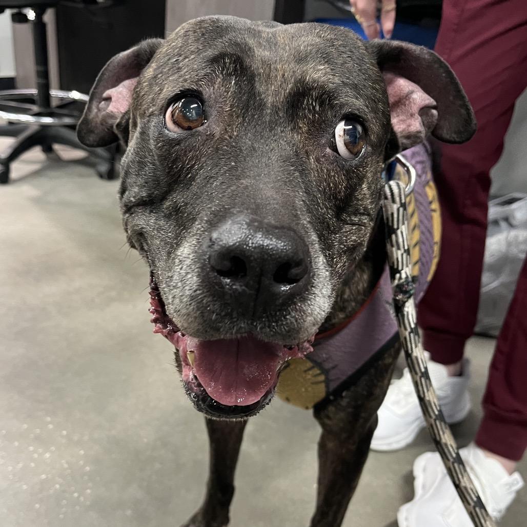 Sally, Adoptable, Senior Female Terrier.