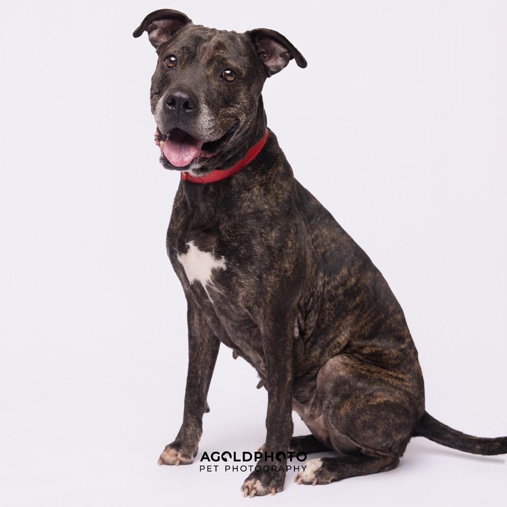 Enlarge Sally, a Adoptable Terrier in Tampa, FL image 2/3