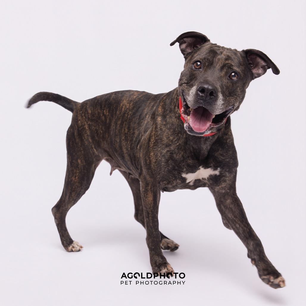 Enlarge Sally, a Adoptable Terrier in Tampa, FL image 3/3