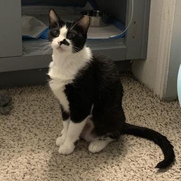 Charlie Avenue — thumbnail 5