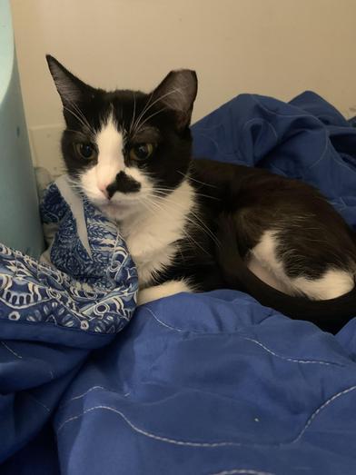 Charlie Avenue — thumbnail 6