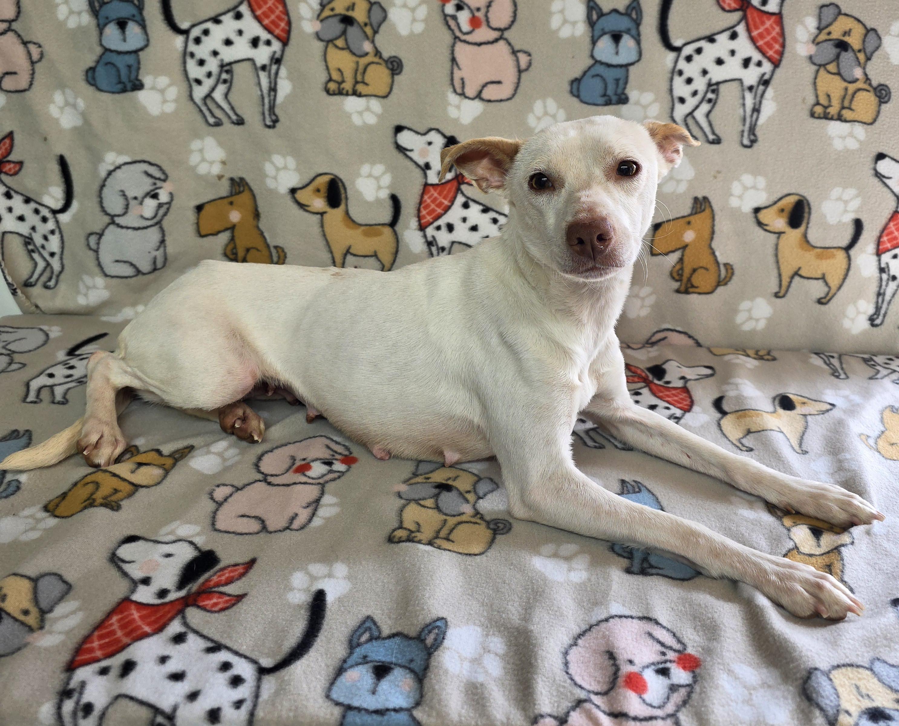 Darby, a Adoptable mixed breed in Dallas, GA image 3/5