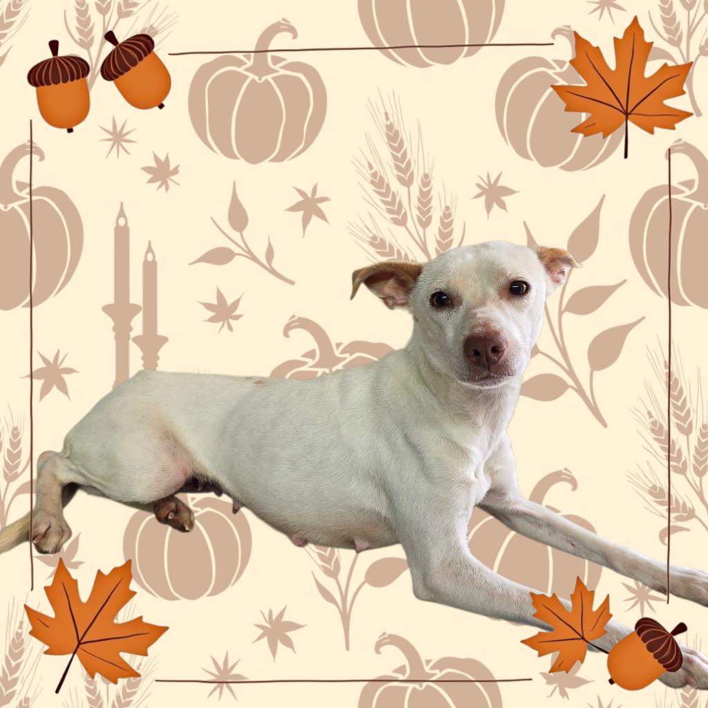 Darby, Adoptable, Adult Female Terrier & Jack Russell Terrier.