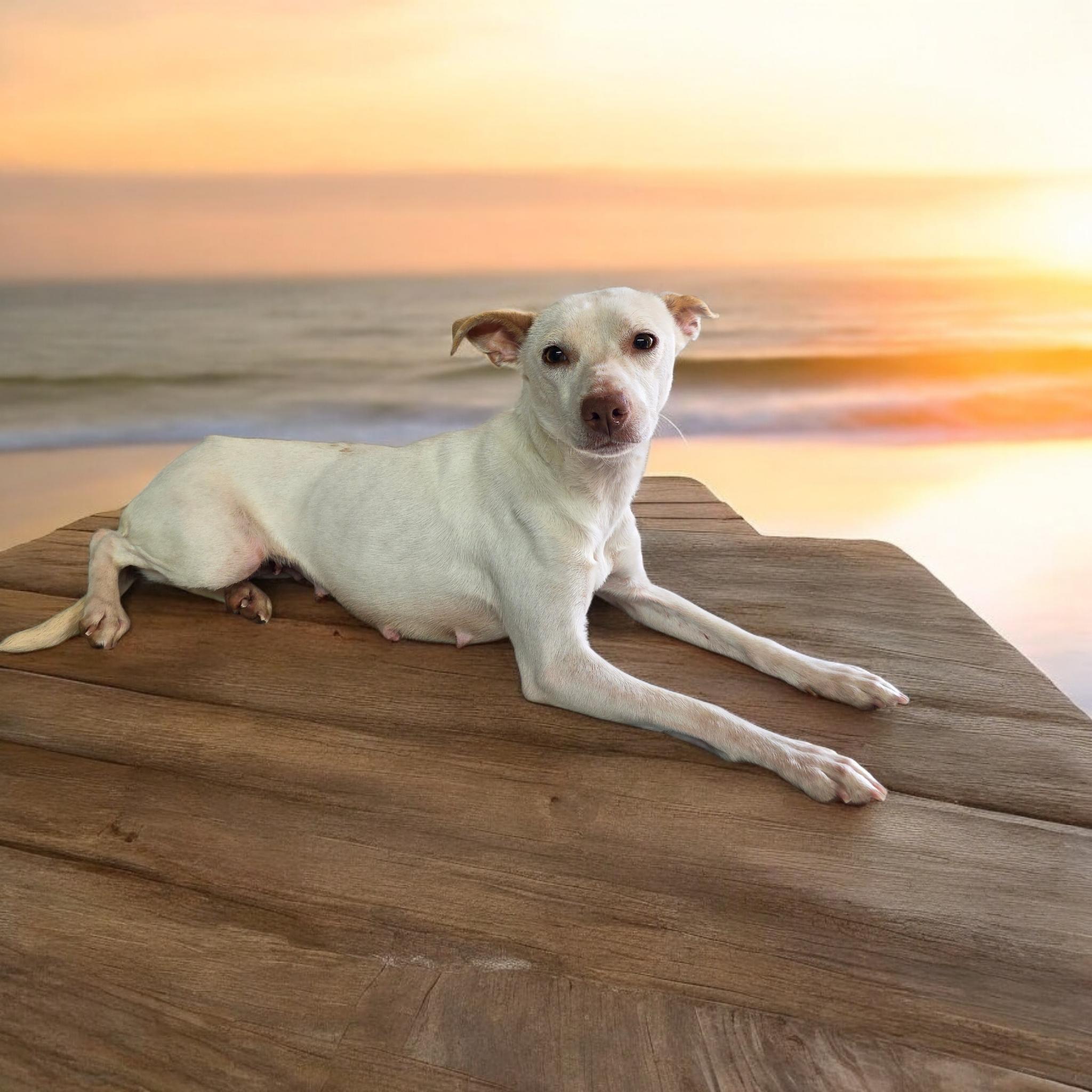 Darby, Adoptable, Adult Female Terrier & Jack Russell Terrier.