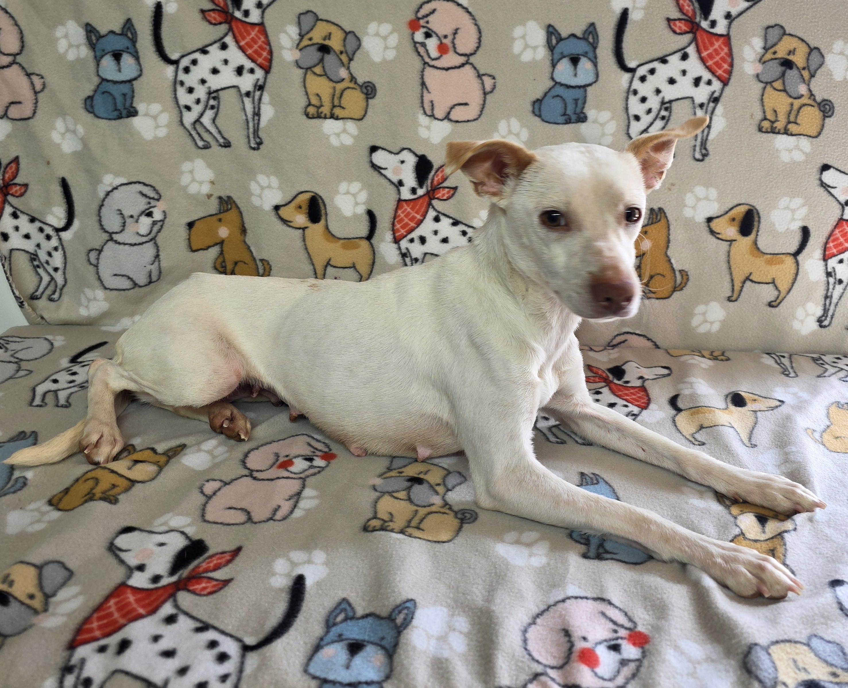 Darby, a Adoptable mixed breed in Dallas, GA image 4/5