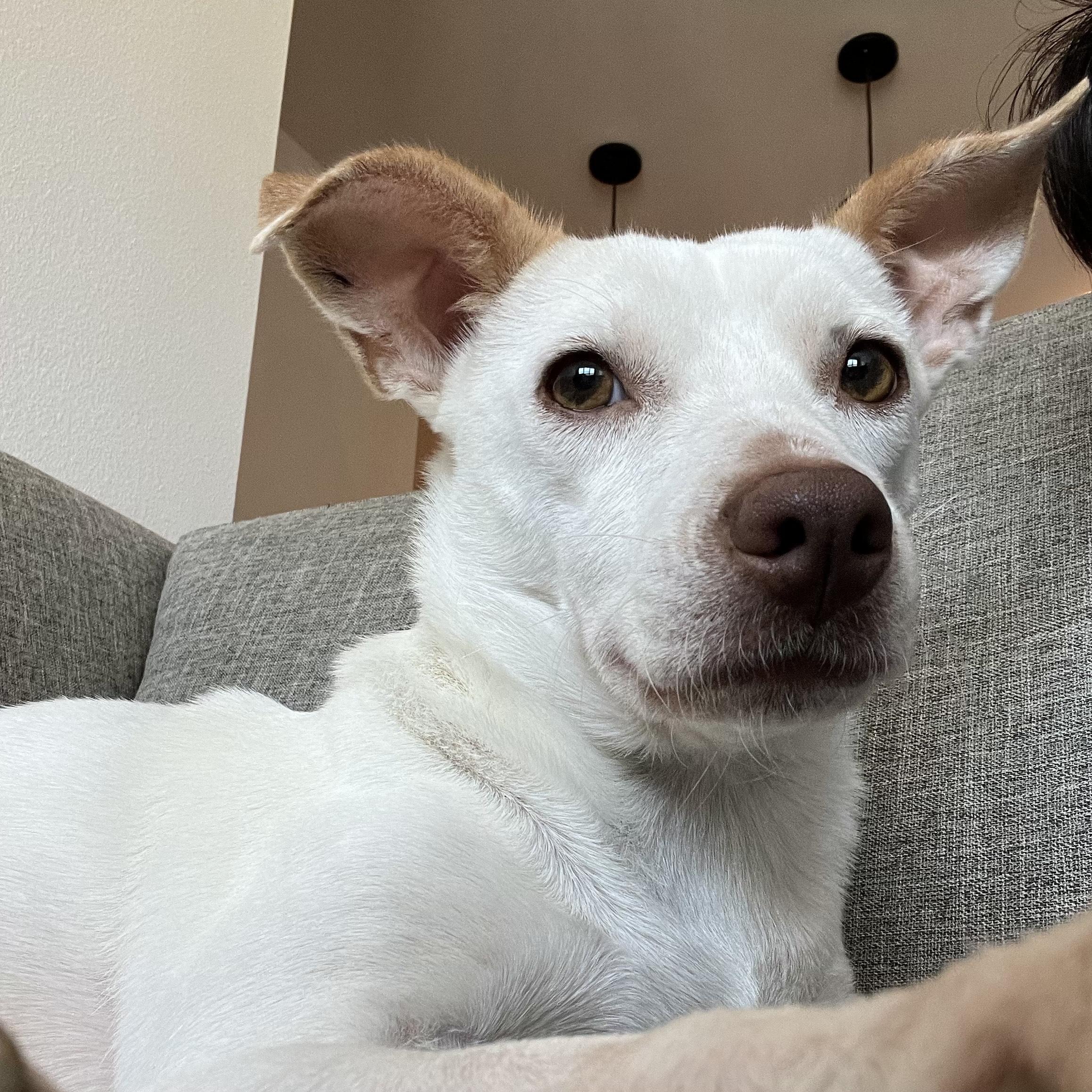 Darby, a Adoptable mixed breed in Dallas, GA image 5/5