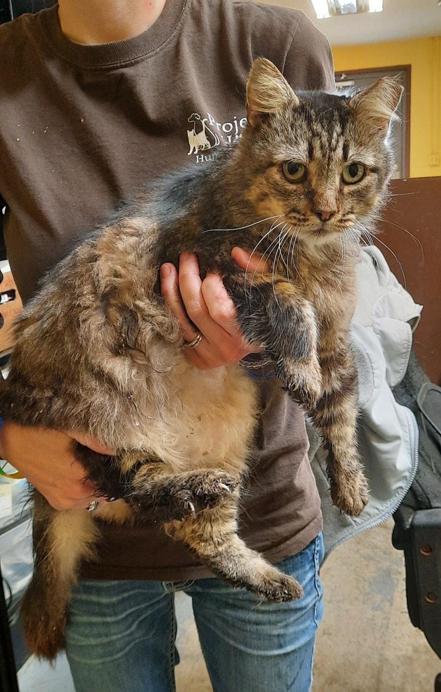 Ollie, Adoptable, Senior Male Maine Coon.