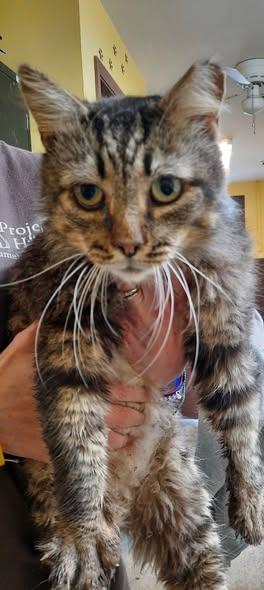 Ollie, a Adoptable mixed breed in Metropolis, IL image 2/2