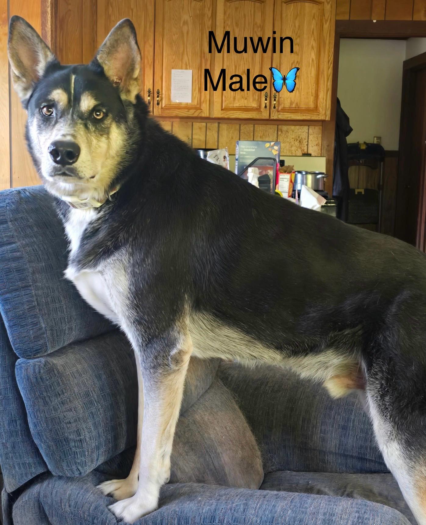 Enlarge Muwin, a Adoptable mixed breed in Calais, ME image 2/2