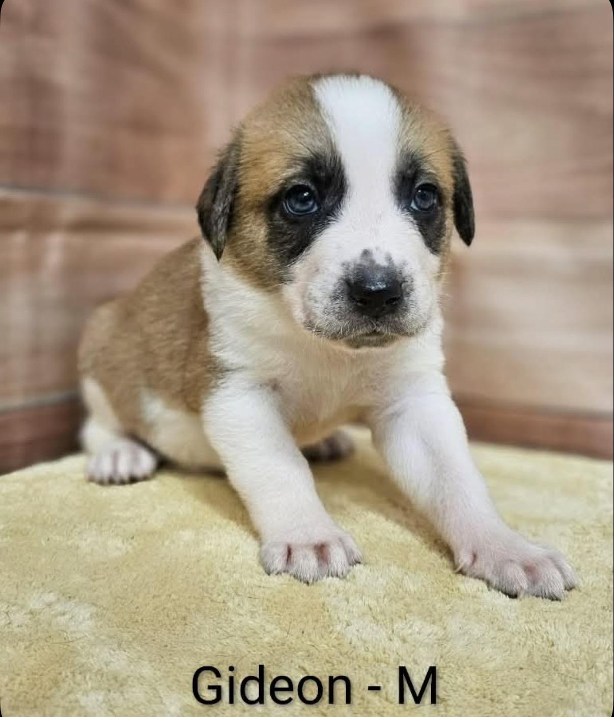 Enlarge Gideon, an adopted mixed breed in Hamilton , NJ image 1/1