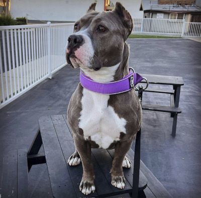 Zsa Zsa, a Adoptable mixed breed in Santa Paula, CA image 1/8